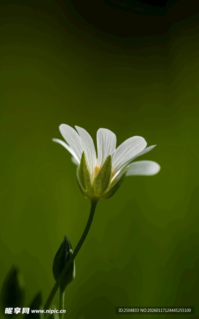 白色小花绽放于绿意中