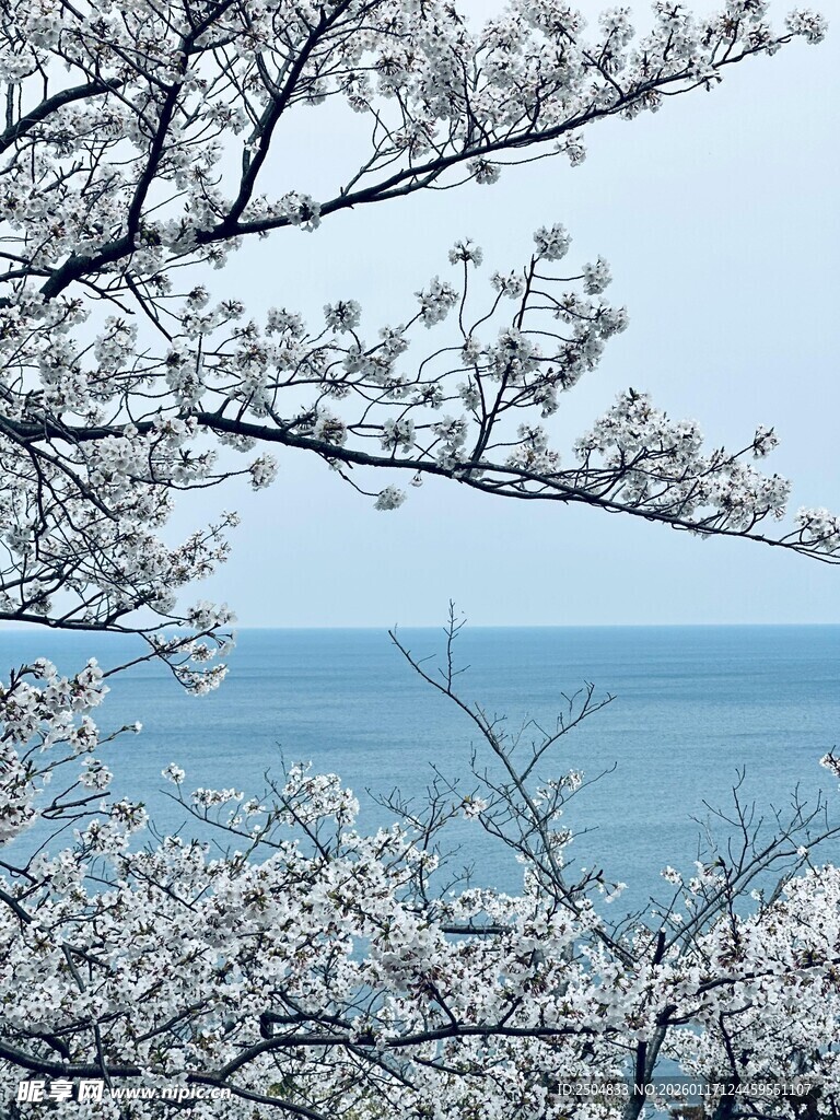 海边绽放的烂漫樱花