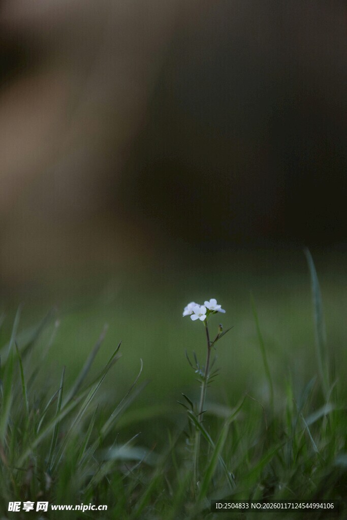 草丛中的白色小花