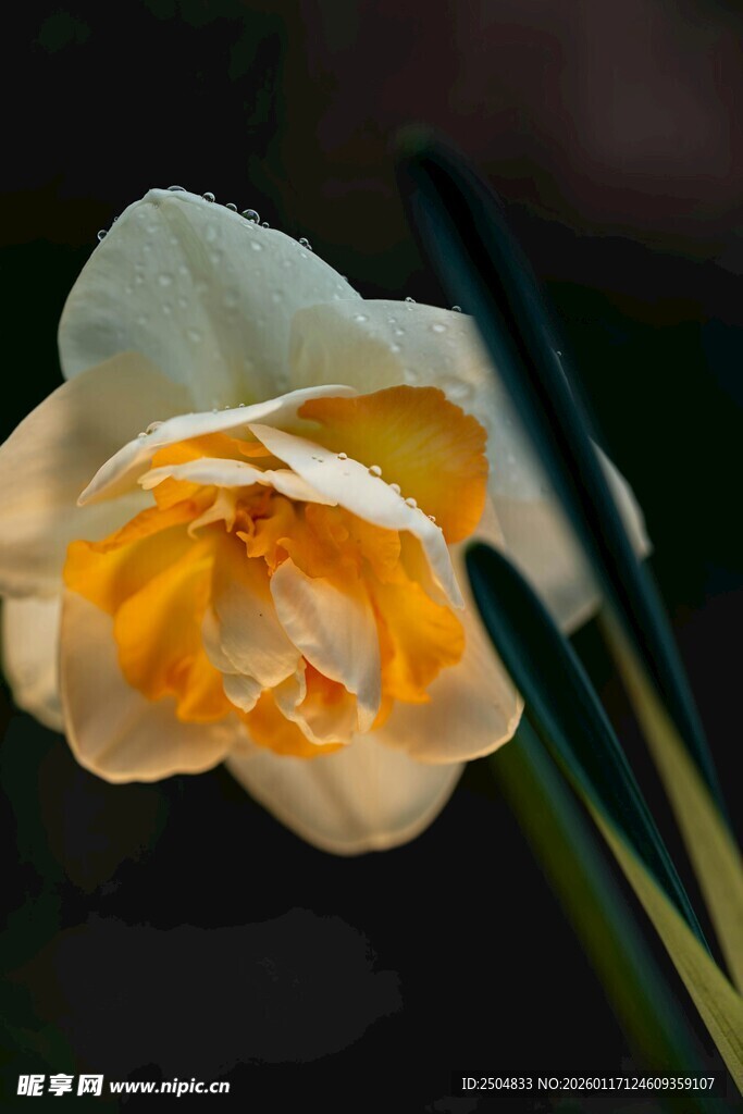 优雅绽放的双色水仙花