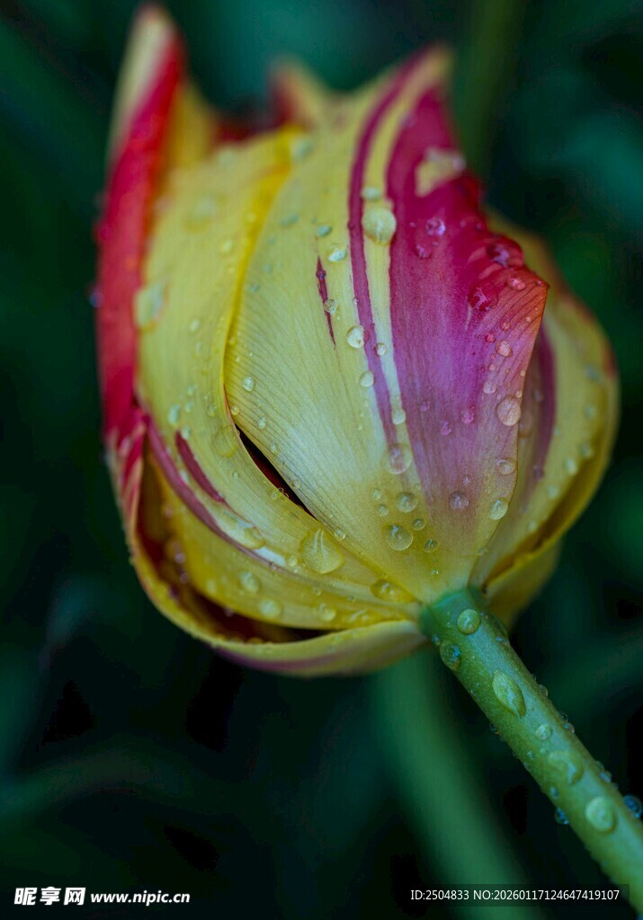 多彩郁金香特写