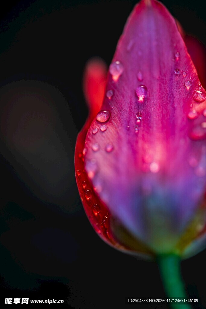 娇艳带露郁金香