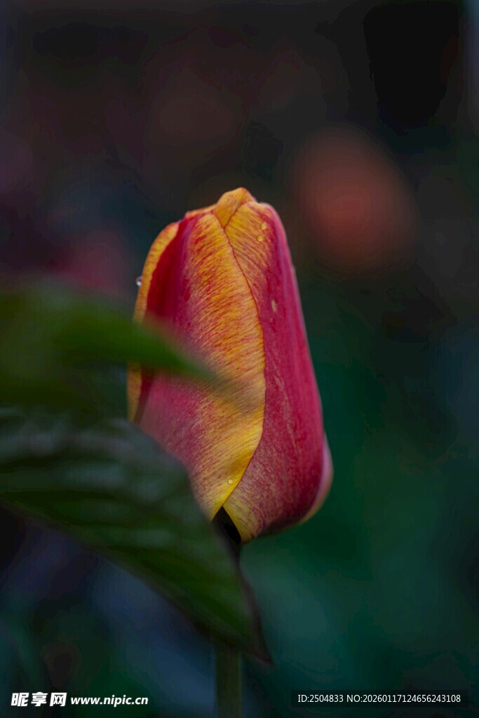 红黄相间的美丽郁金香