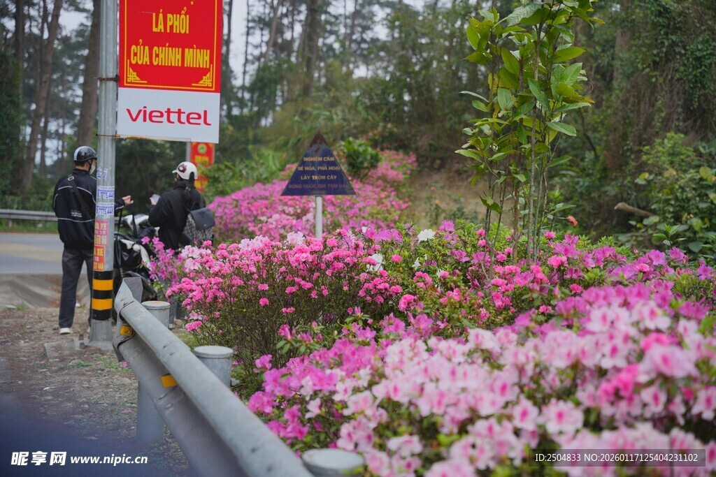路边盛放的美丽粉色花卉