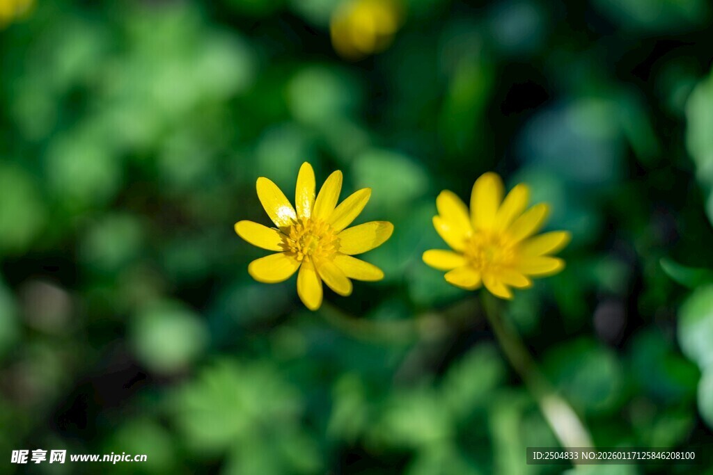 两朵黄色小花绽放绿意间