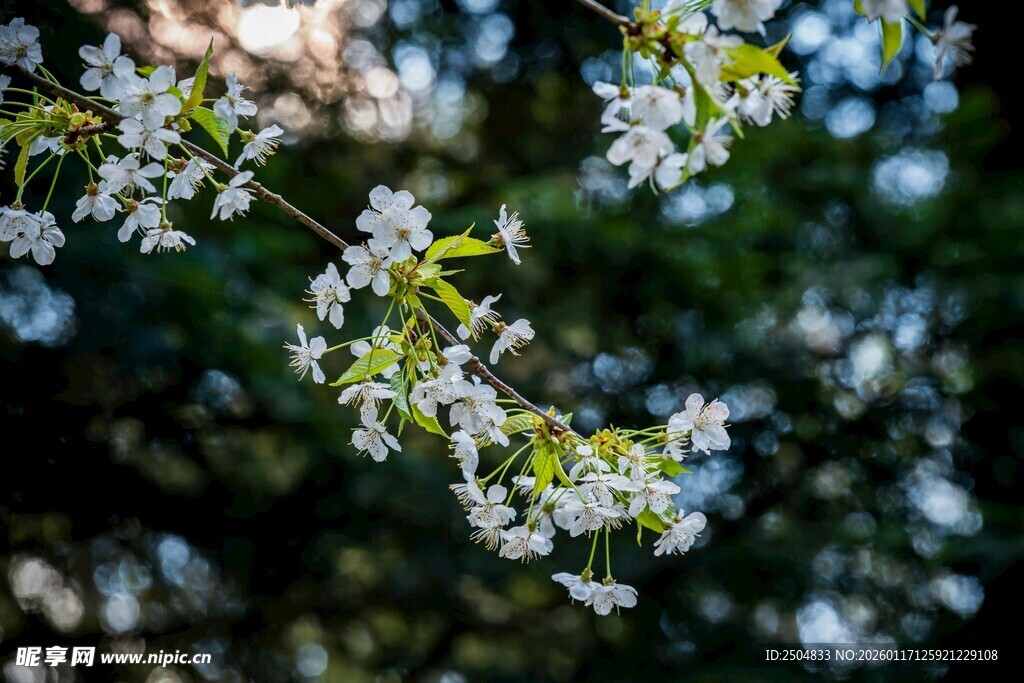 枝头绽放的白色小花