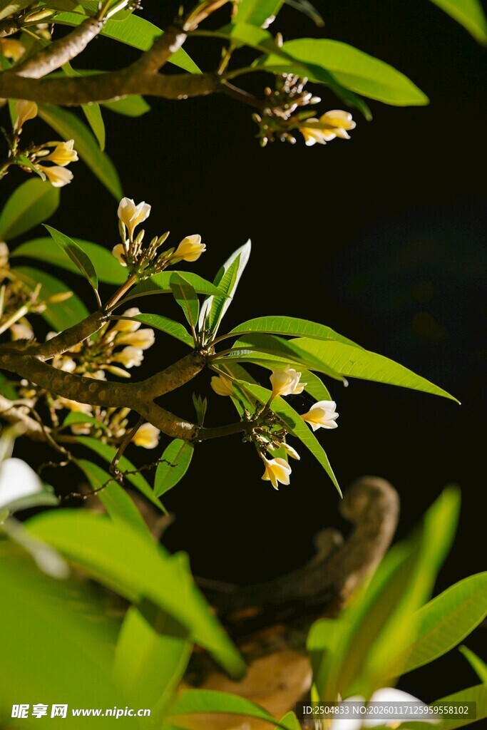 枝头绽放的清新小花