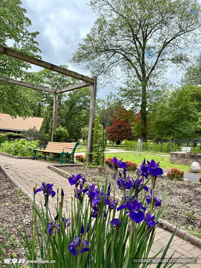 花园中绽放的紫色鸢尾花