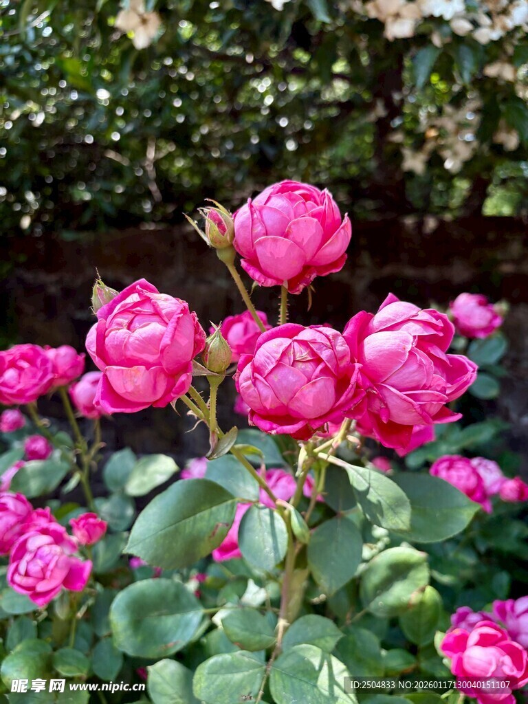 娇艳盛开的粉色月季花