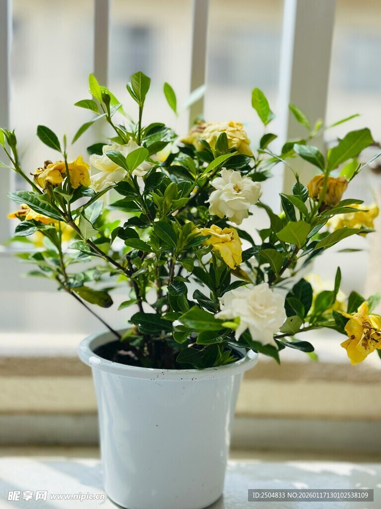 窗台上的清新茉莉花盆栽