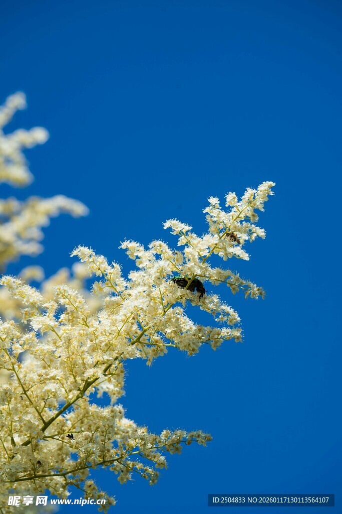 蓝天下的金黄植物与昆虫