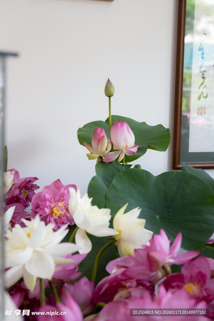 多彩花卉绽放生机