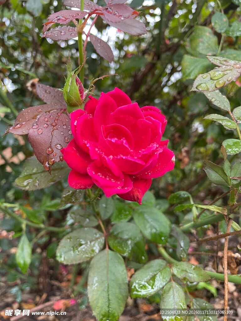 娇艳红玫瑰绽放绿叶间