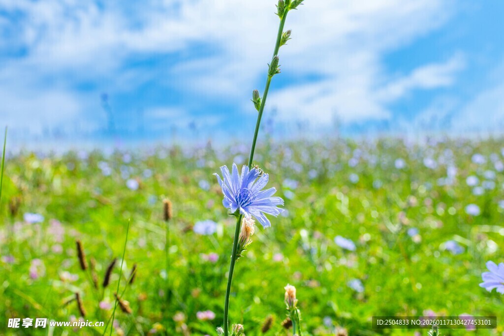 蓝花绽放于绿野蓝天间
