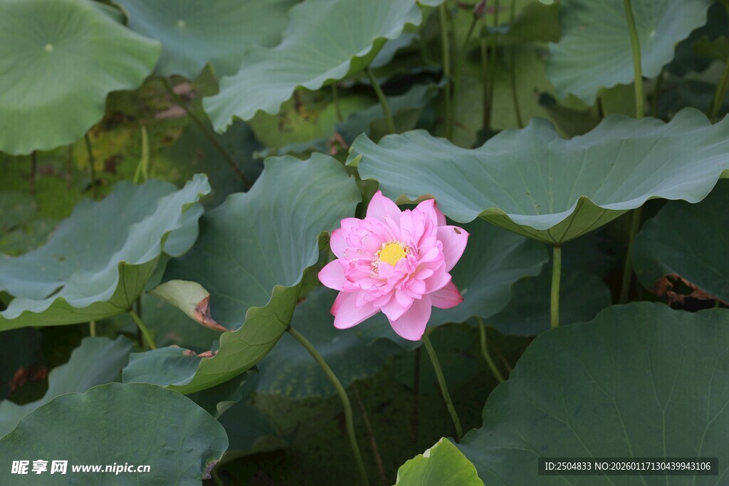 娇艳荷花绽放于绿叶间