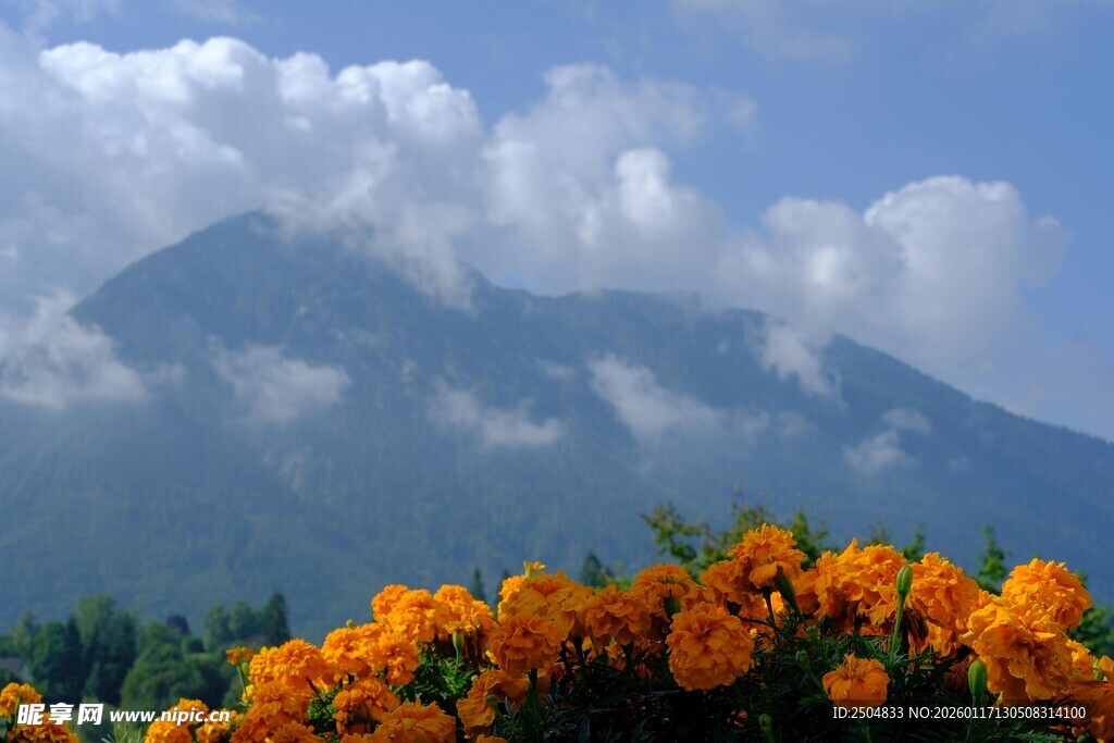 山间繁花与云雾美景