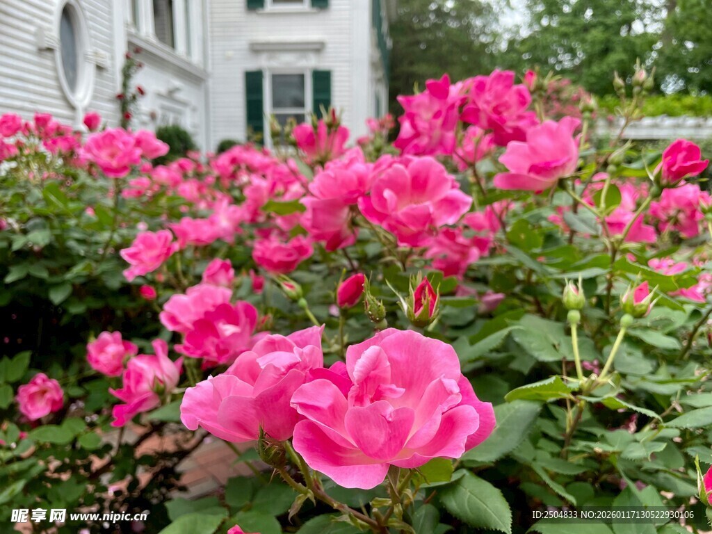 娇艳粉色月季花绽放