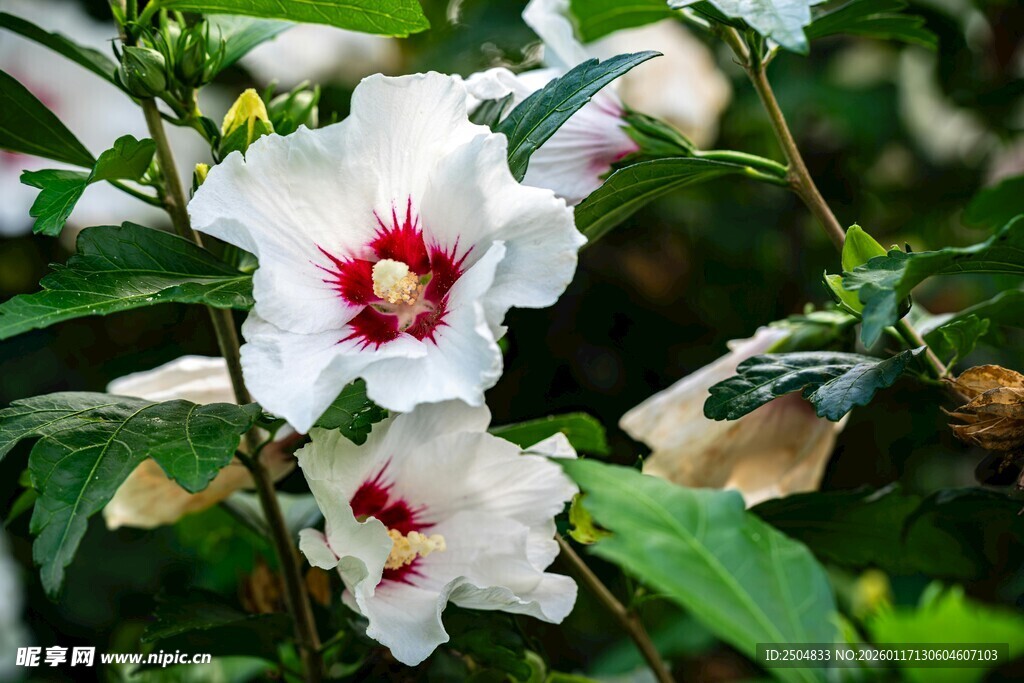 白色木槿花绽放