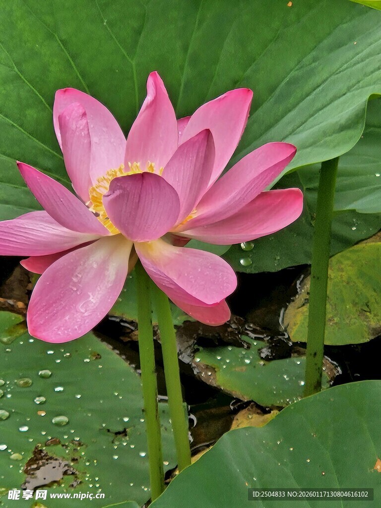 娇艳盛开的粉色荷花