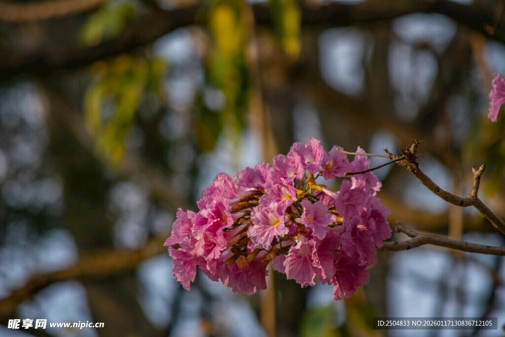 枝头绽放的粉色美丽花朵