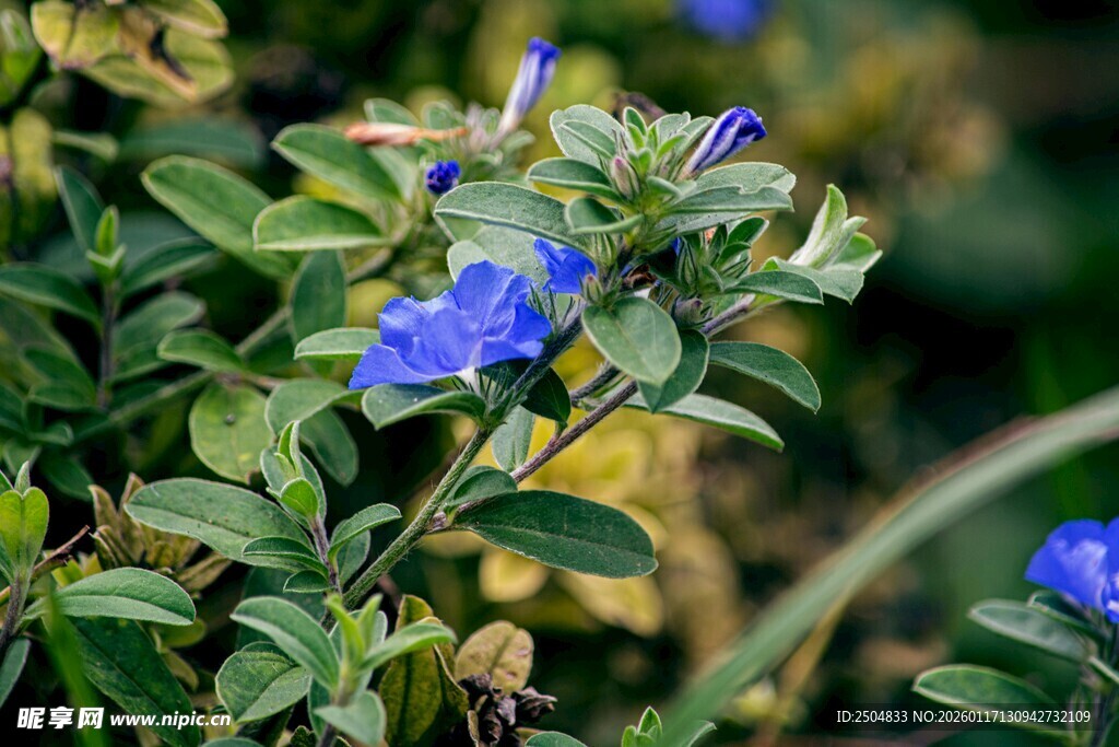 蓝花绿叶的清新植物景观