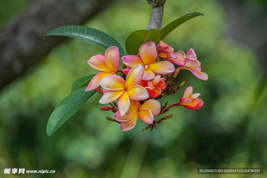 多彩鸡蛋花绽放枝头
