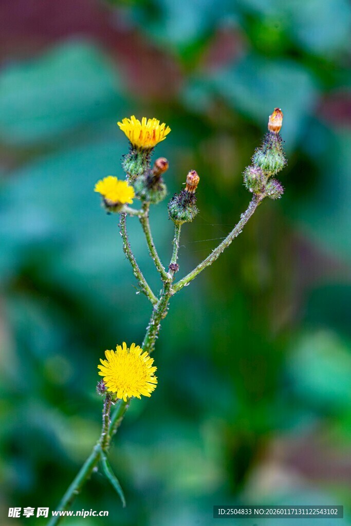 黄色小花绽放于绿叶间