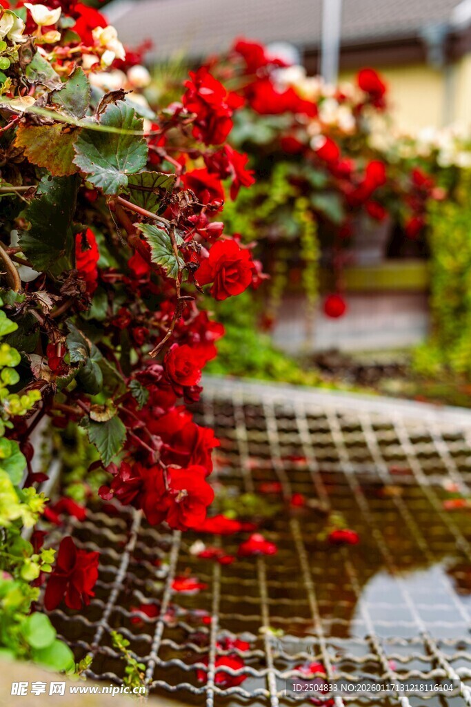 红花朵朵垂于金属网格上