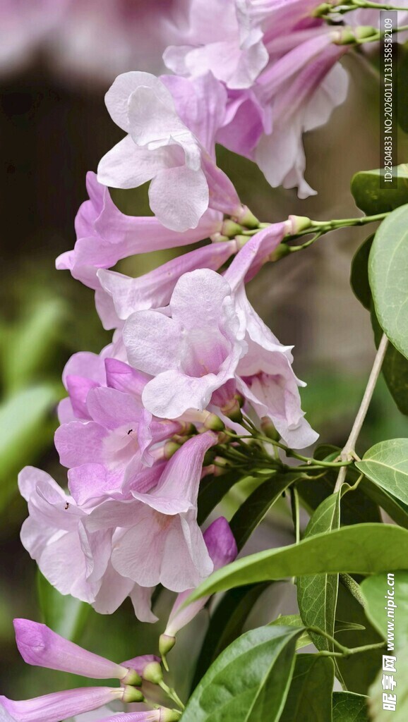 淡紫色喇叭状花卉绽放