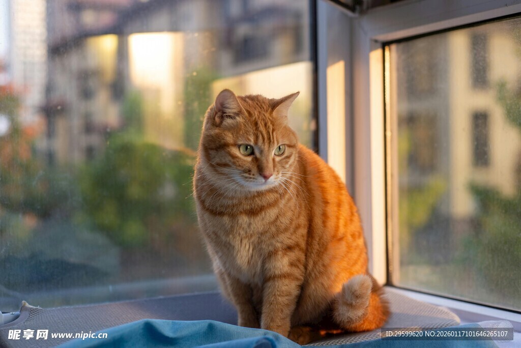 窗边橘猫惬意时光