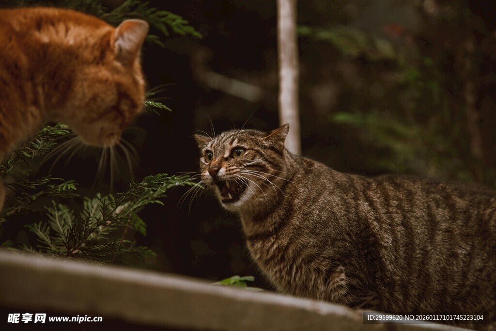 两只猫咪对视瞬间