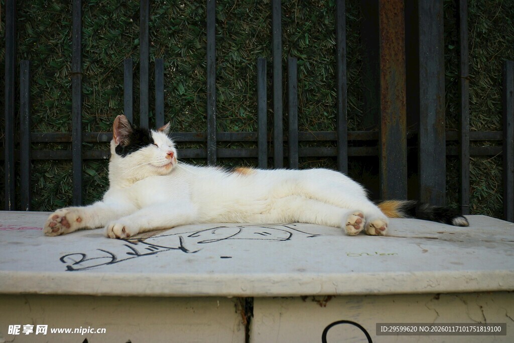悠闲躺卧的白色猫咪
