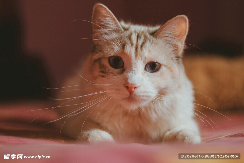 可爱长毛猫趴粉色垫子上