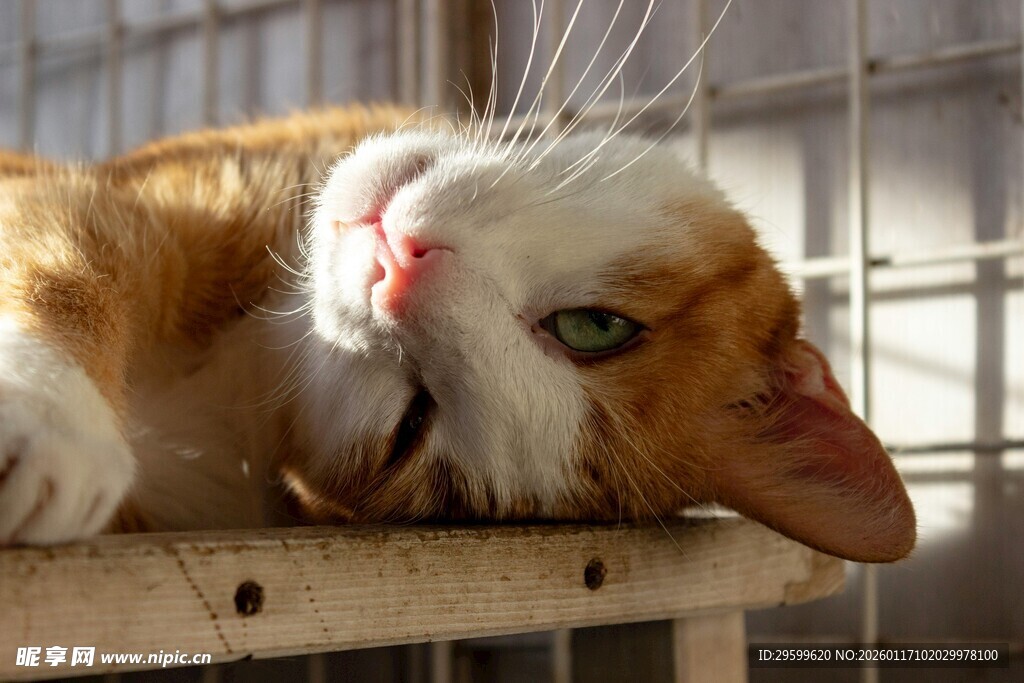 慵懒猫咪惬意趴围栏