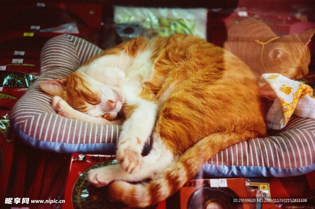 橘猫惬意躺卧在垫子上