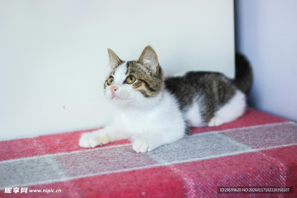 可爱猫咪趴粉色垫子上