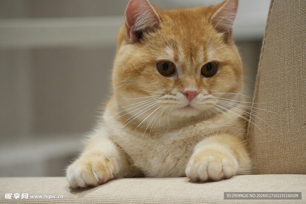 可爱橘猫趴坐沙发