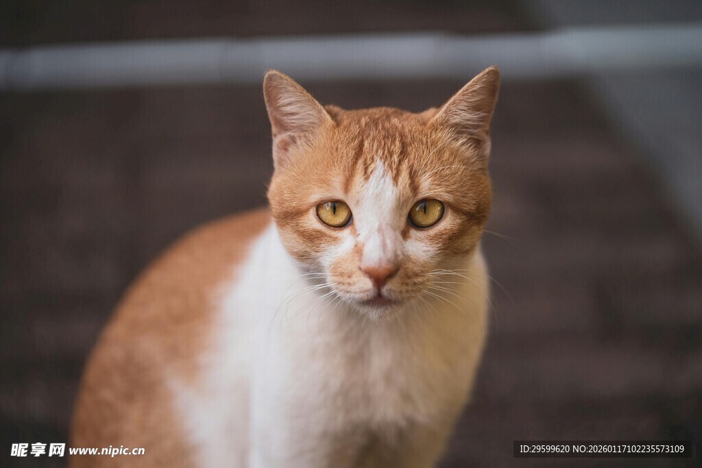 橙白猫咪凝视瞬间