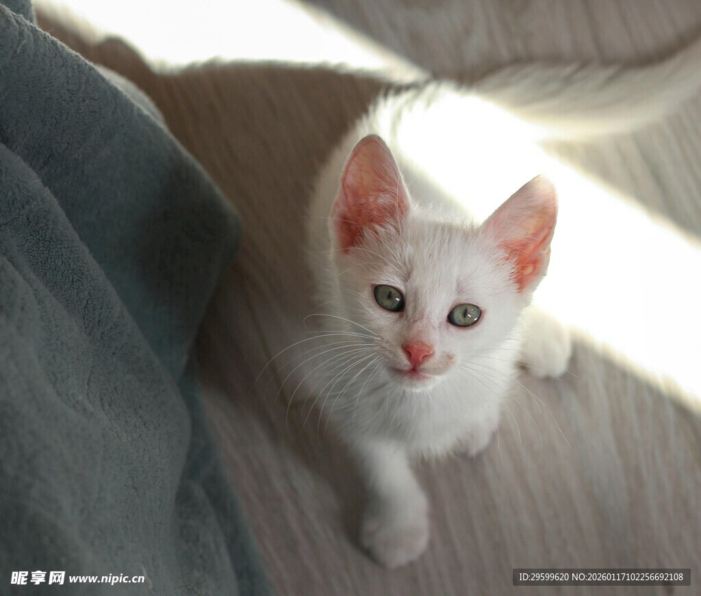 可爱小白猫仰头望镜头