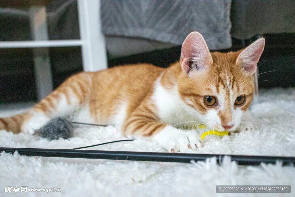 橘猫玩逗猫棒超可爱