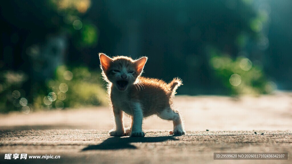 小柯基站在路上看风景