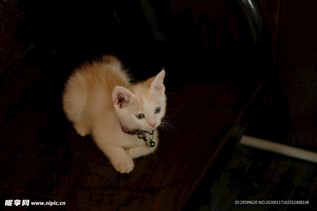 可爱小白猫趴在深色物体上