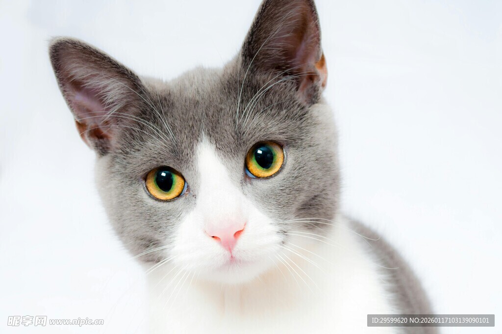 可爱灰白猫咪特写