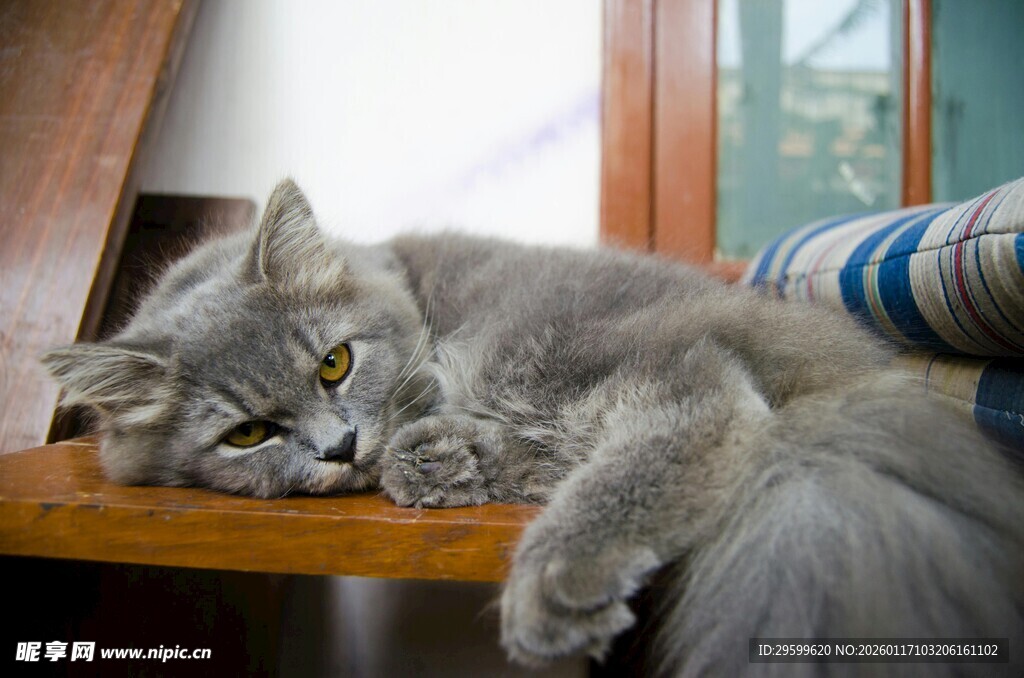 慵懒猫咪趴卧木桌