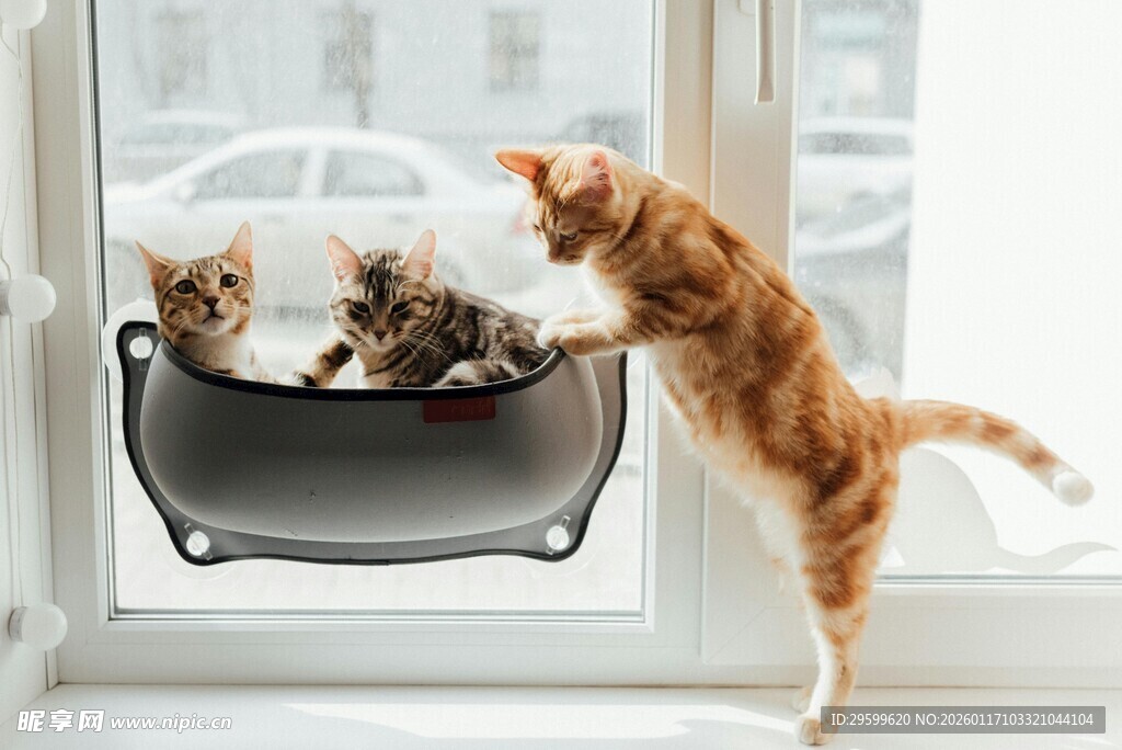 窗边猫咪互动可爱瞬间