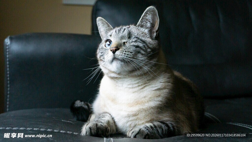 沙发上的猫咪仰头凝视