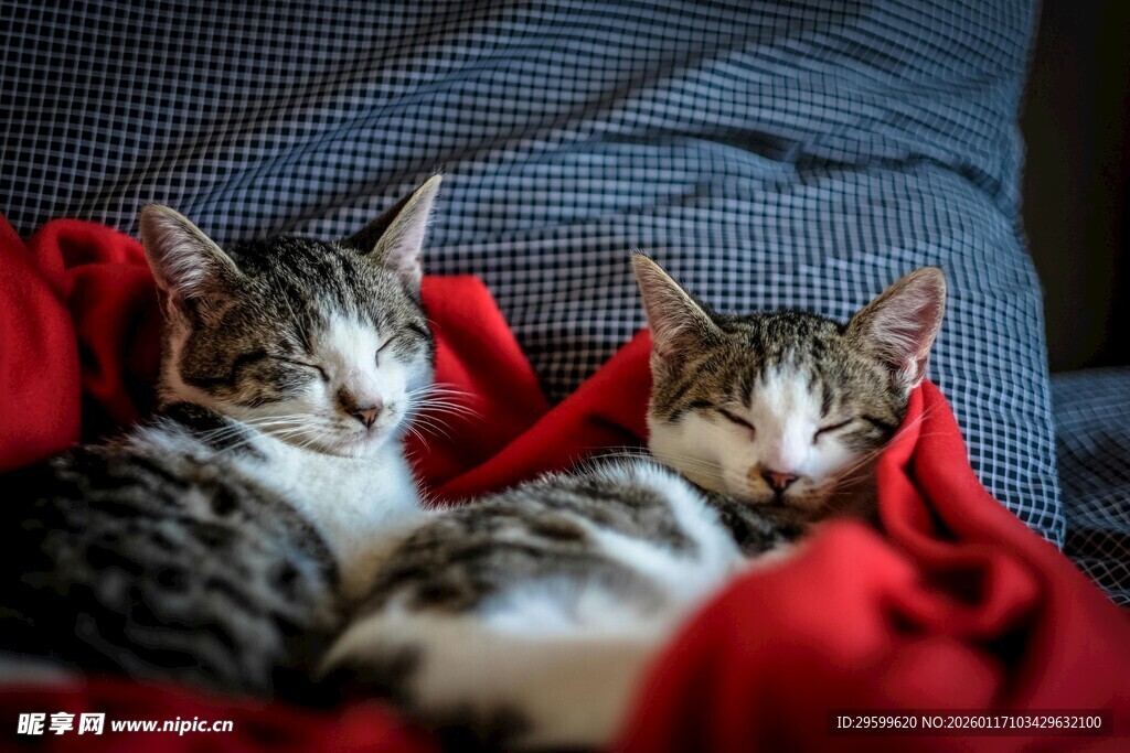 依偎在红布上的可爱小猫