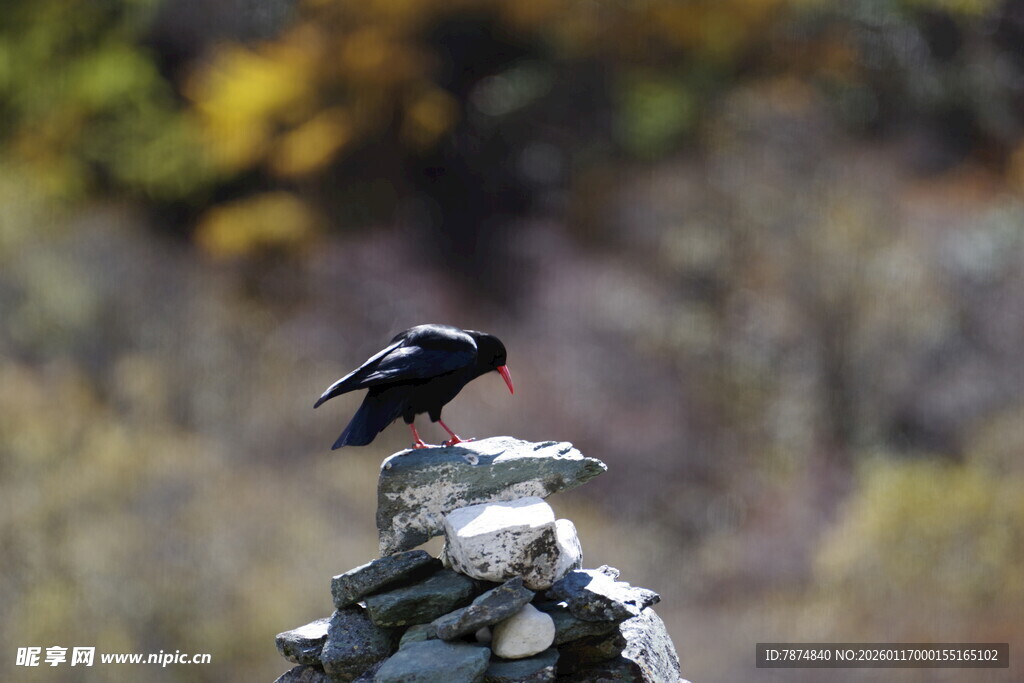 岩石上的黑鸟