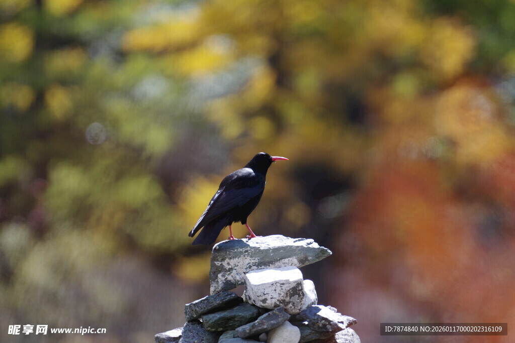 石堆上的黑鸟