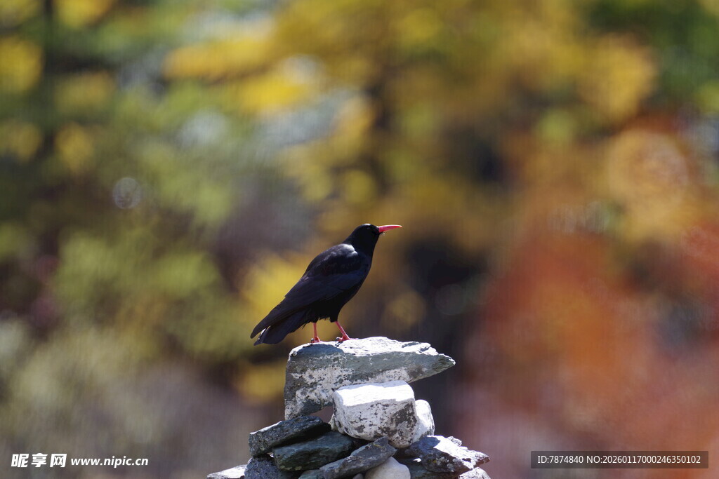 石堆上的黑鸟